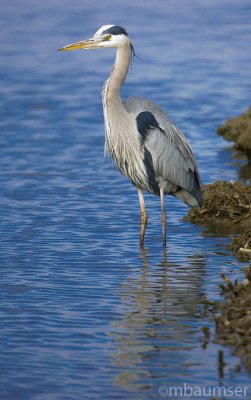 Great Blue Heron