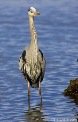 Great Blue Heron