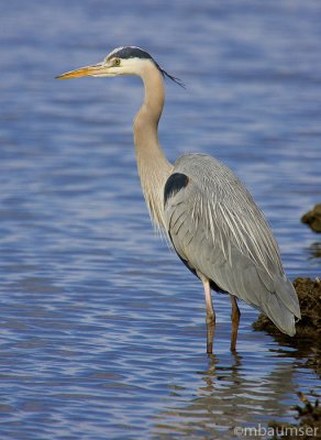 Great Blue Heron