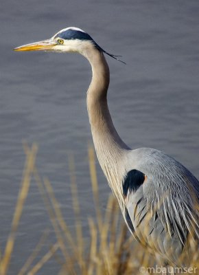 Great Blue Heron