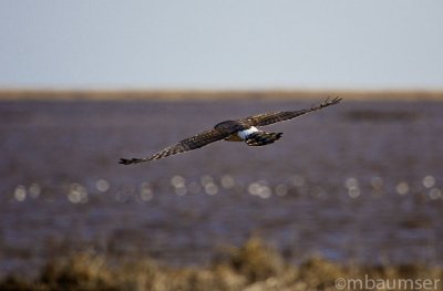 Northen Harrier