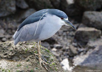 Black-crowned Night-Heron