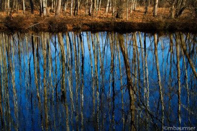 Tree Reflections