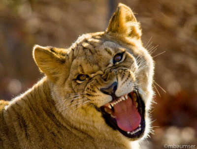 Lioness - Bronx Zoo (Nice Kitty)