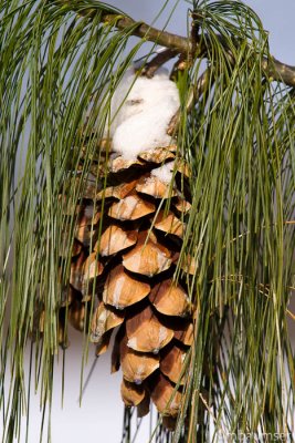 Snow Covered Pine Cone