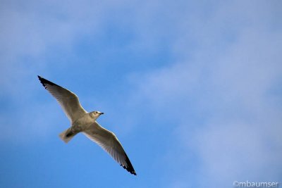 Soaring Gull