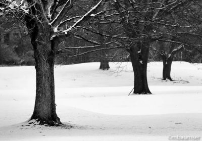 B&W Trees