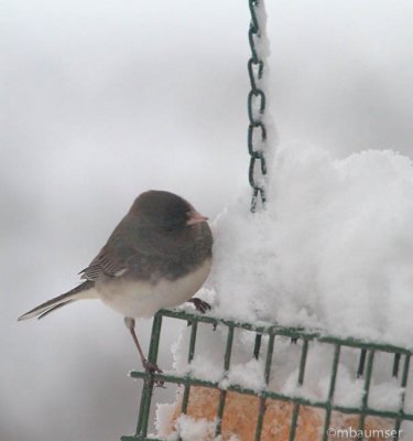 Dark Eyed Junco In The Snow