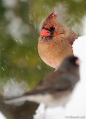 Female Cardinal