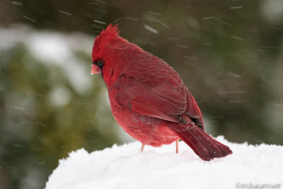 Male Cardinal