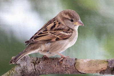 Sparrow