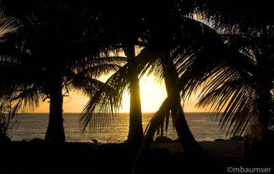 Backlit Palms at Sunrise