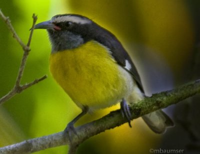 Bananaquit