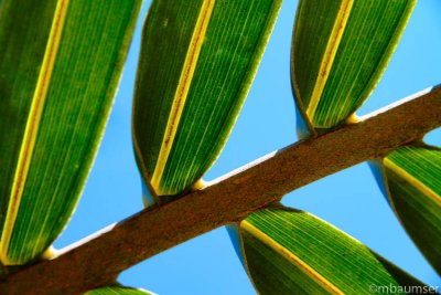 Palm Upclose