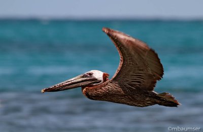 Brown Pelican