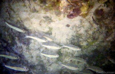 Underwater in Culebra