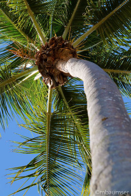 Up A Palm Tree
