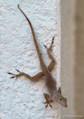 Tropical House Gecko