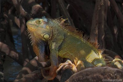 Iguana Hiding