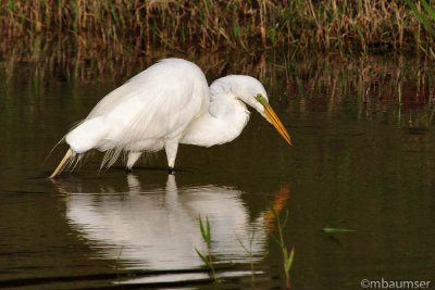 Great White Egret