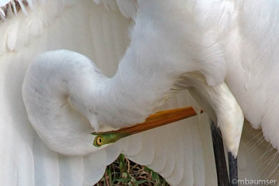 Great White Egret