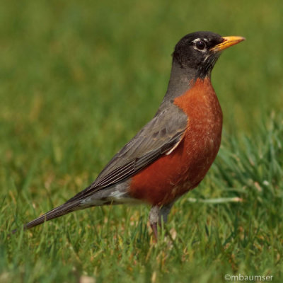 American Robin