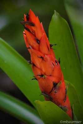 Flower in the El Yunque Rainforest