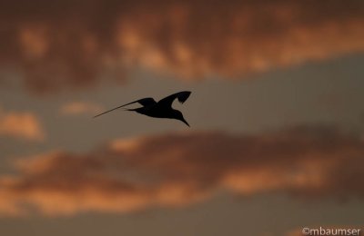 Tern At First Light