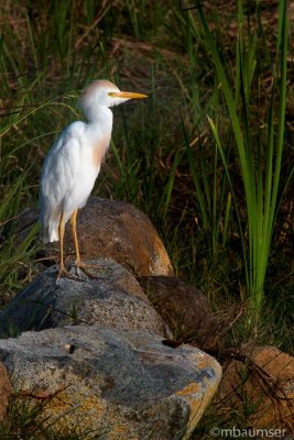 Cattle Egret In Puerto Rico