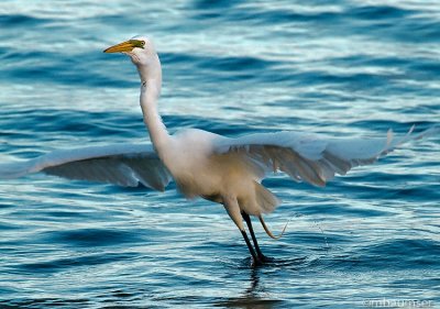 Great White Egret Takes Off