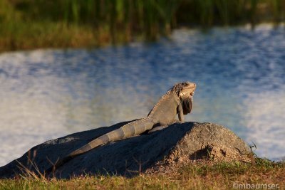 Iguana On A Rock