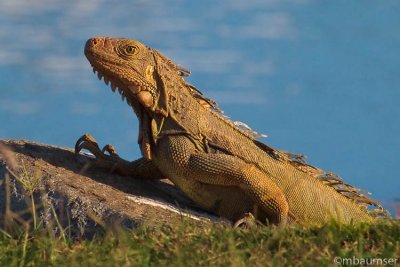 Iguana