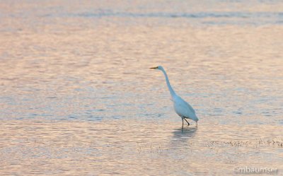 Great White Egret in Morning Light