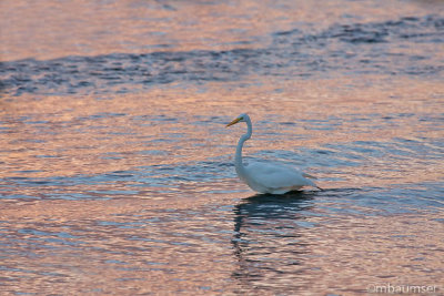 Great White Egret on Golden Water