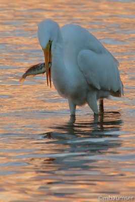 Great White Egret With Fresh Fish