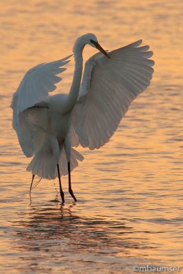 Great White Egret Stretching It's Wings