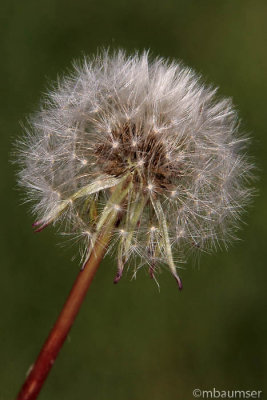 Dandelion
