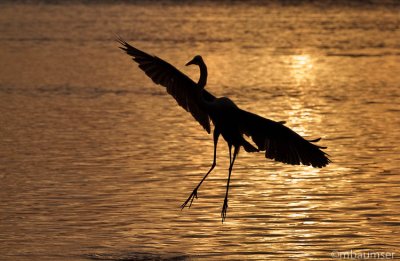 Egret Silhouette