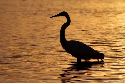 Egret Silhouette 2