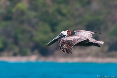 Brown Pelican