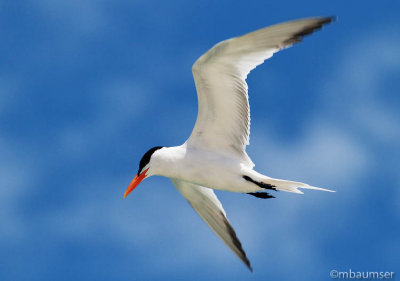 Caspian Tern