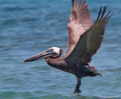 Brown Pelican