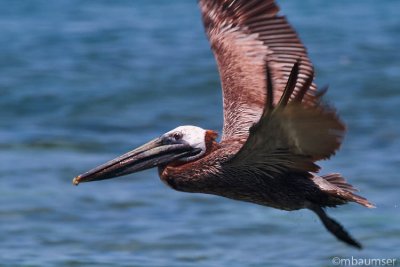 Brown Pelican