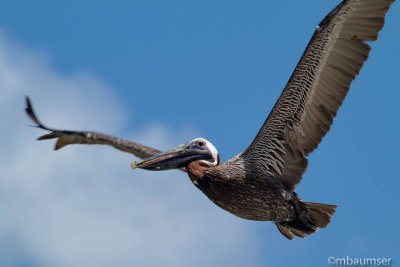 Brown Pelican