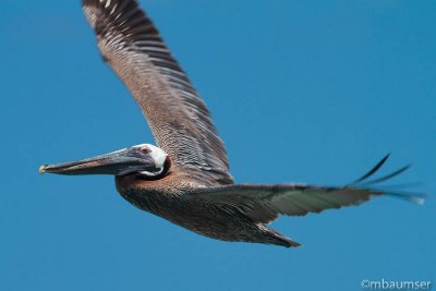 Brown Pelican