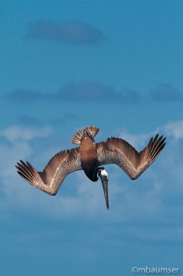 Brown Pelican Dive