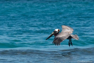 Brown Pelican