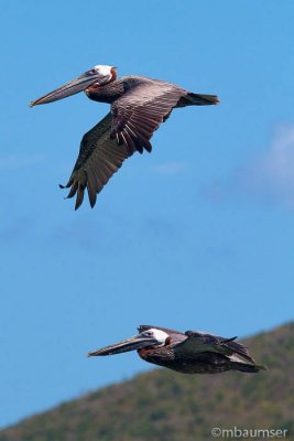 2 Brown Pelican In Flight