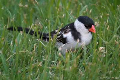 Pin Tailed Whydah (Male)