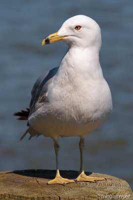 Ring Billed Gull
